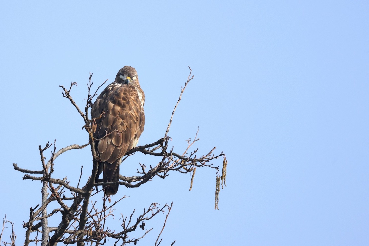 Poiana ( Buteo buteo )