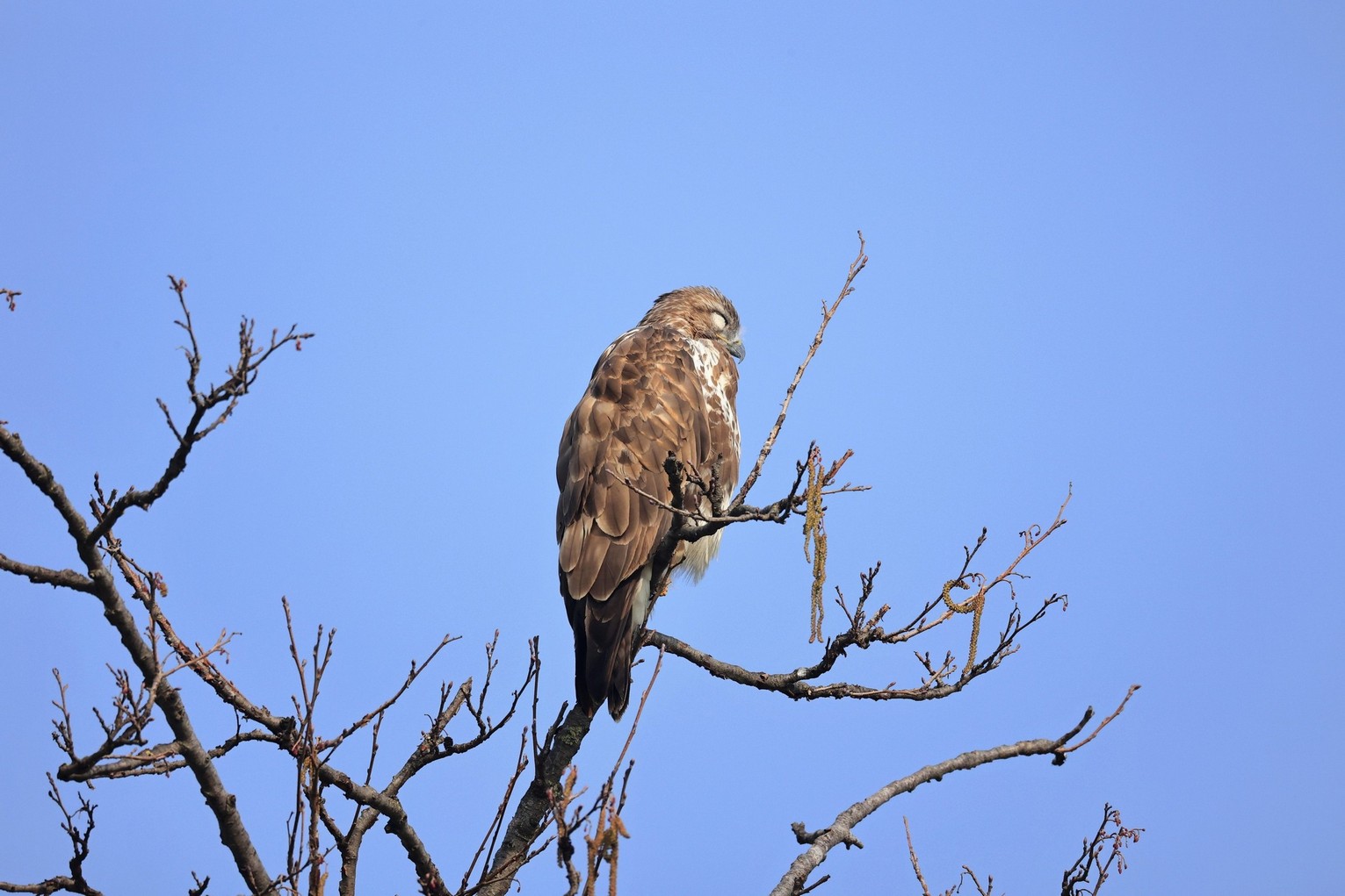 Poiana ( Buteo buteo )