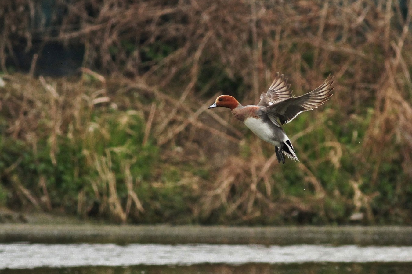 Fischioni  nel Cremasco