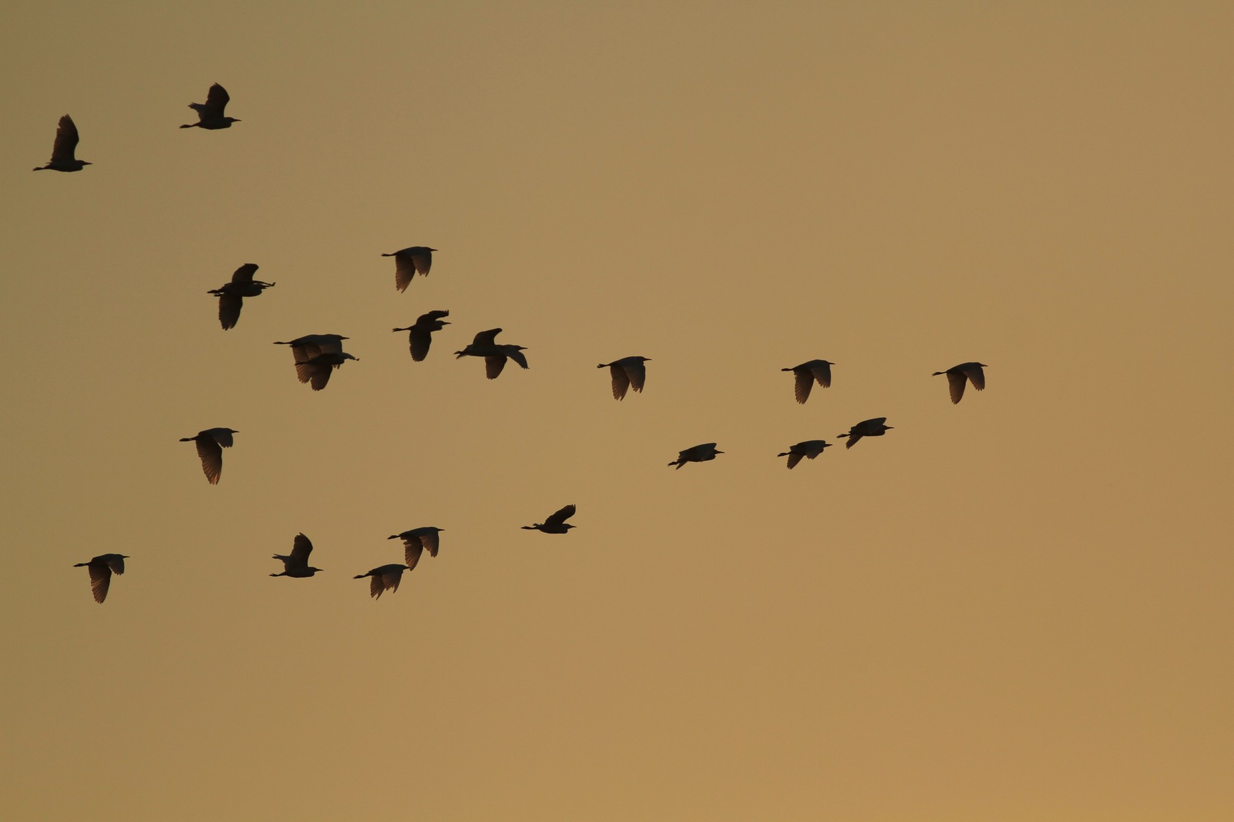 Guardabuoi al tramonto
