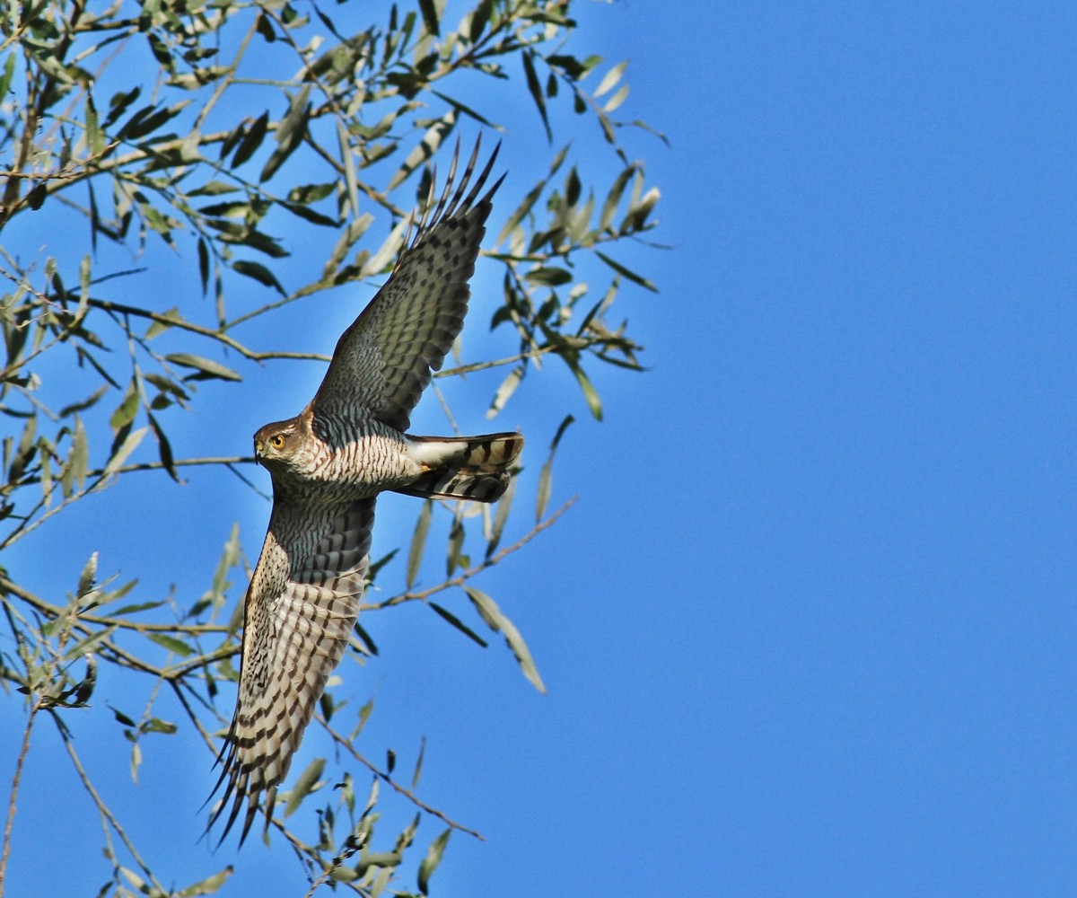 Sparviere nel Parco Adda Sud Lodigiano