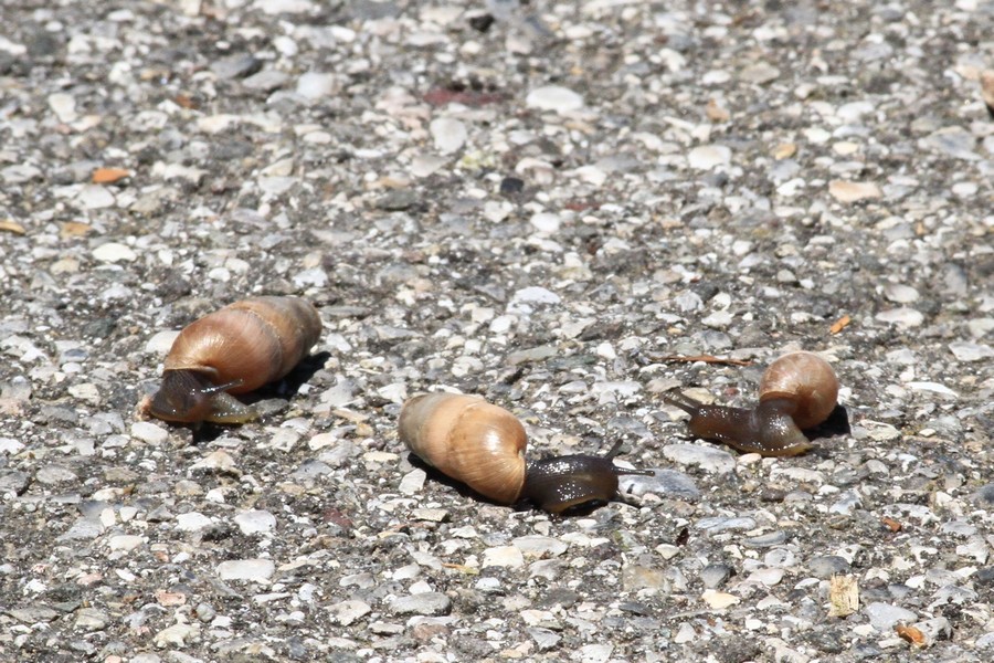 Aiuto identificazione