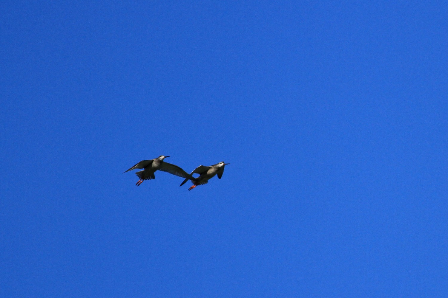 Ad ali spiegate, il sogno di Icaro.