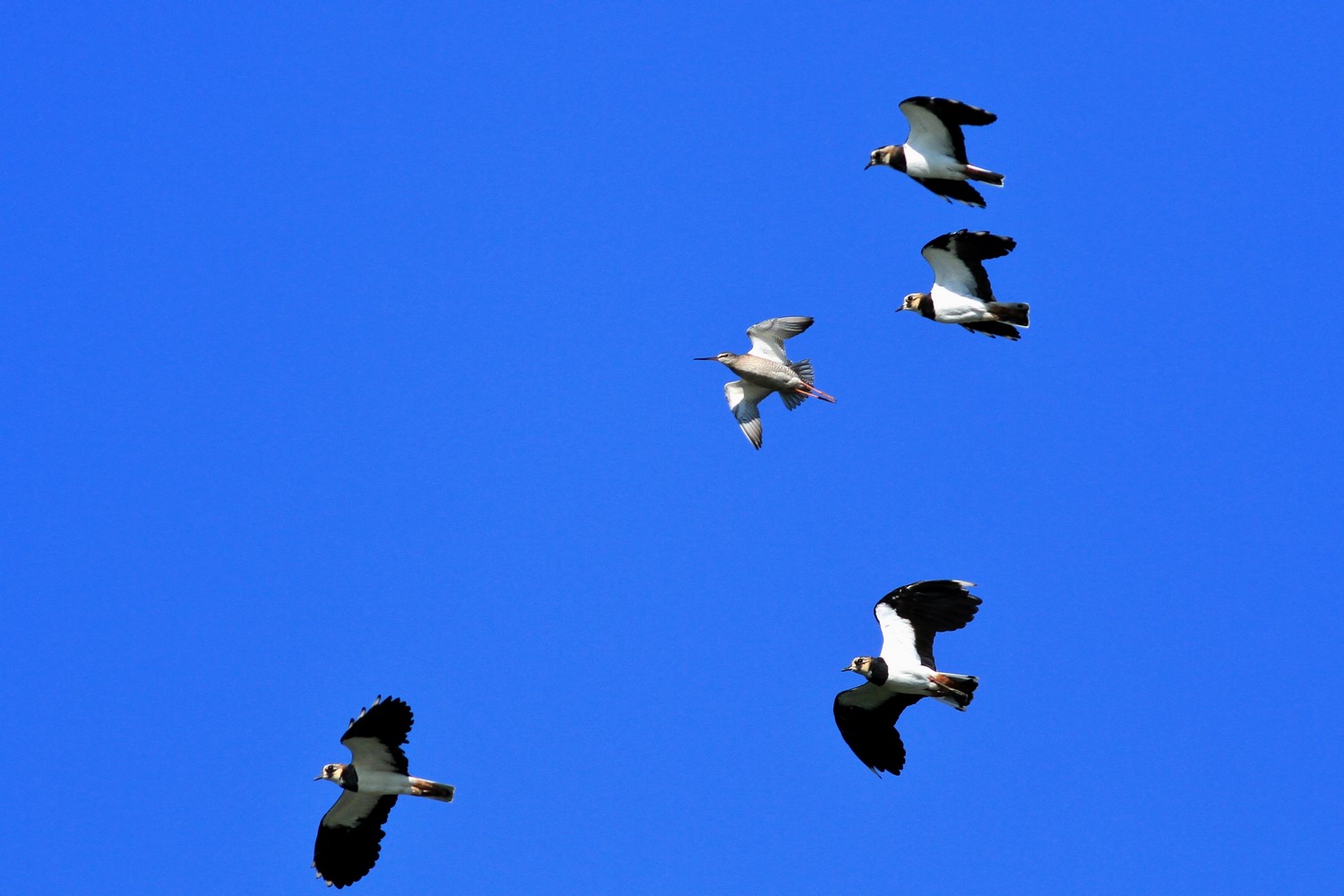 Ad ali spiegate, il sogno di Icaro.