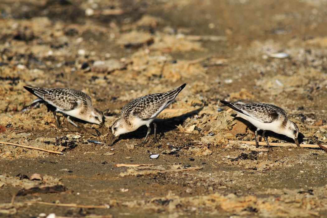 Aiuto/Conferma id-Piovanelli tridattili?