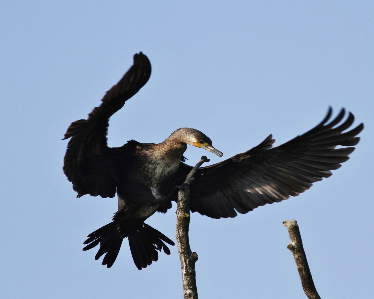 Cormorano in stand by  seguito