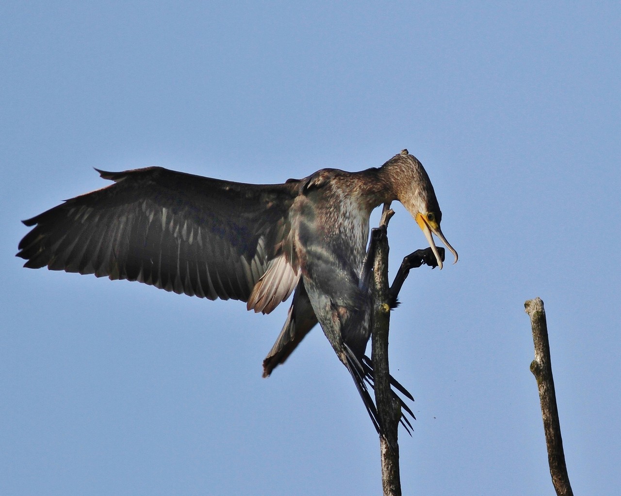 Cormorano in stand by  seguito