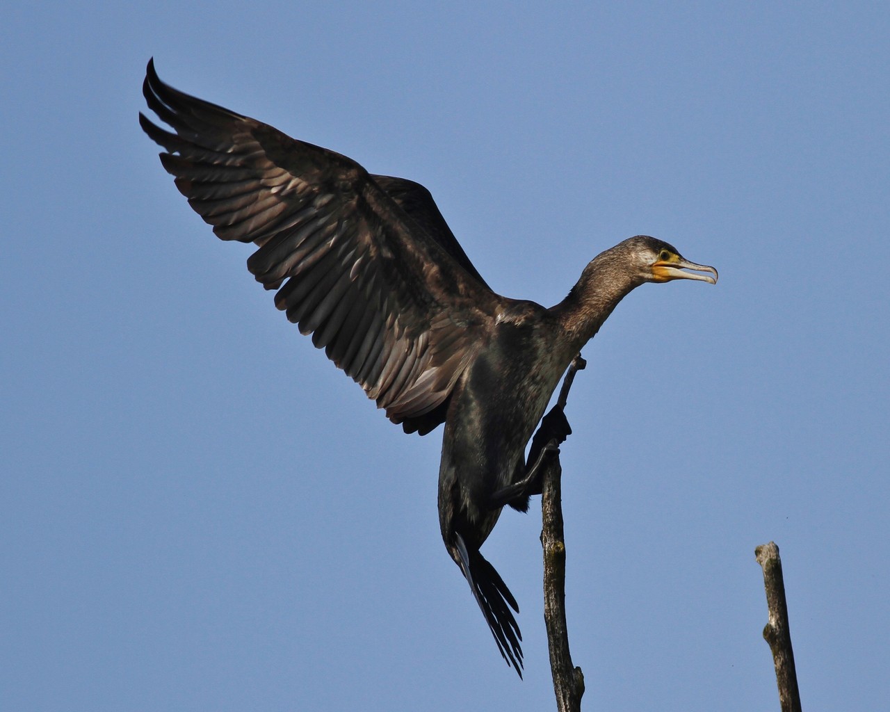 Cormorano in stand by  seguito