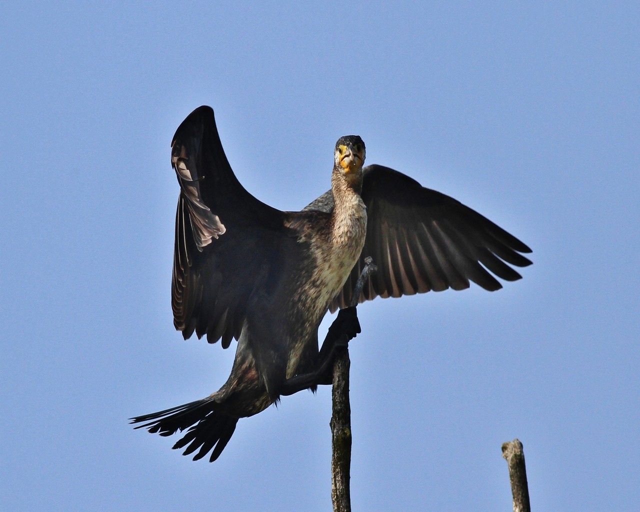 Cormorano in stand by  seguito