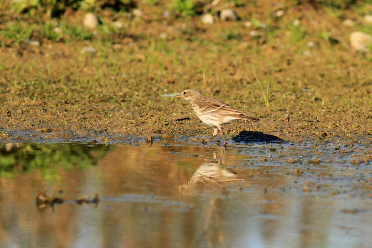 Conferma identificazione-Spioncello?