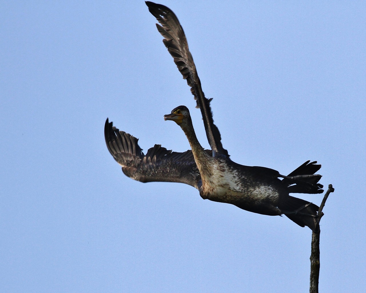 Cormorano in stand by  seguito