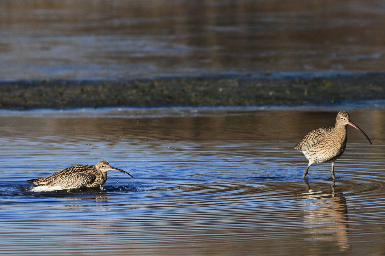 Chiurli maggiori, ancora loro