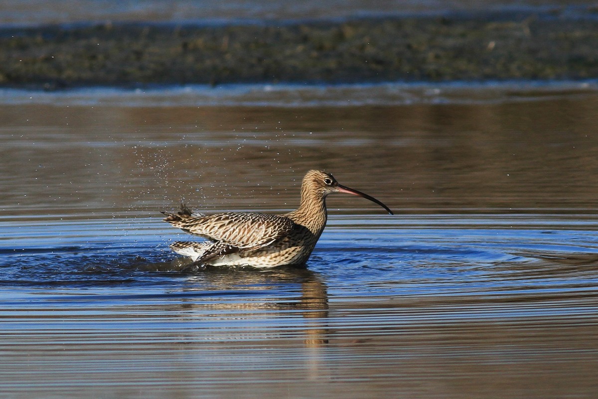 Chiurli maggiori, ancora loro