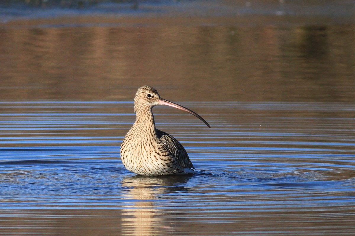 Chiurli maggiori, ancora loro