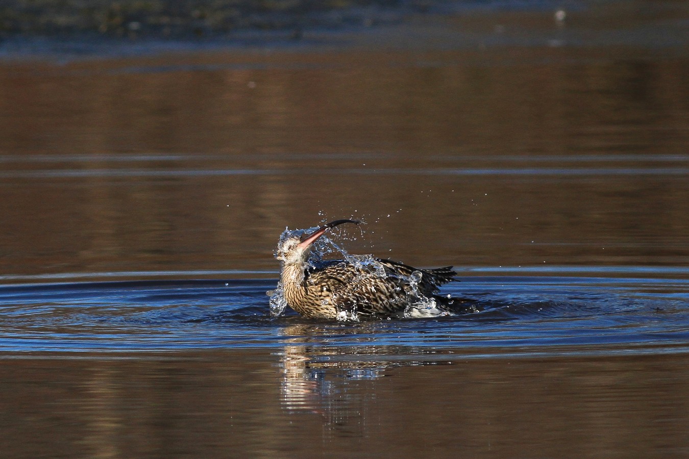 Chiurli maggiori, ancora loro