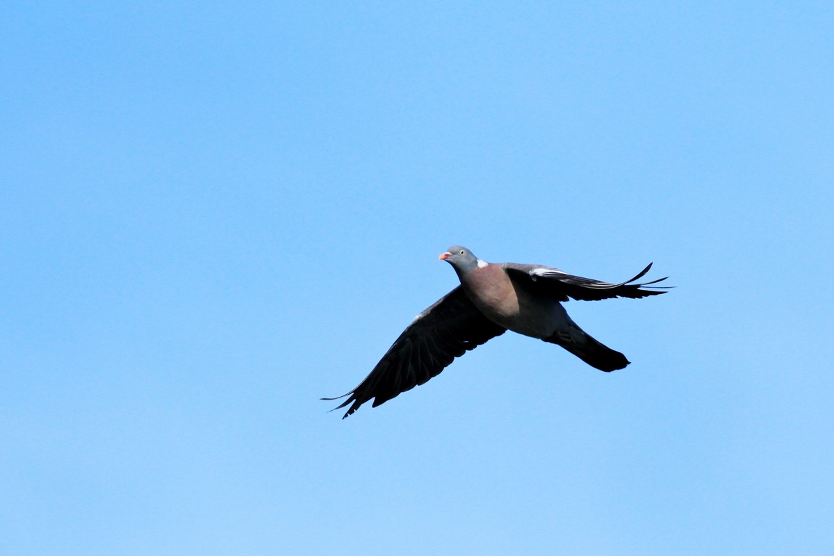 Ad ali spiegate, il sogno di Icaro.