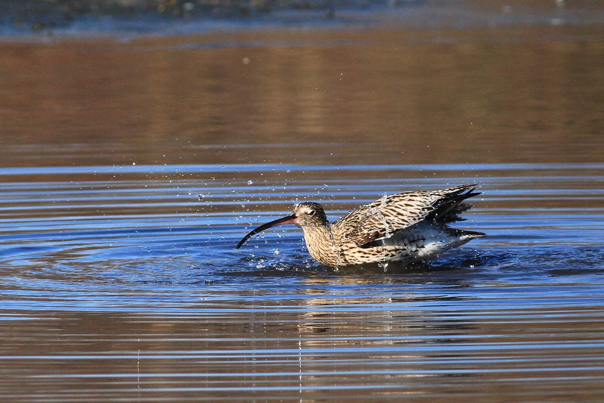 Chiurli maggiori, ancora loro