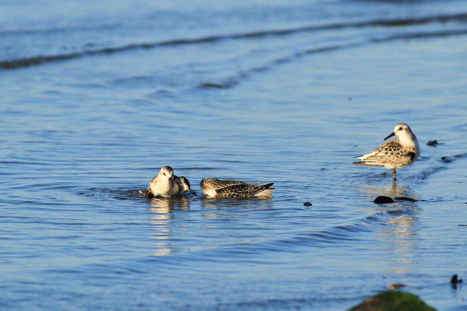 Aiuto/Conferma id-Piovanelli tridattili?