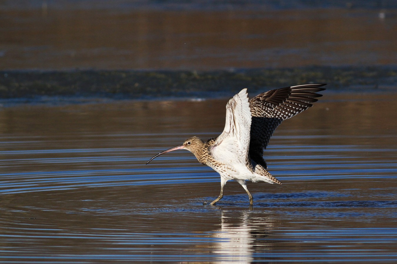 Chiurli maggiori, ancora loro