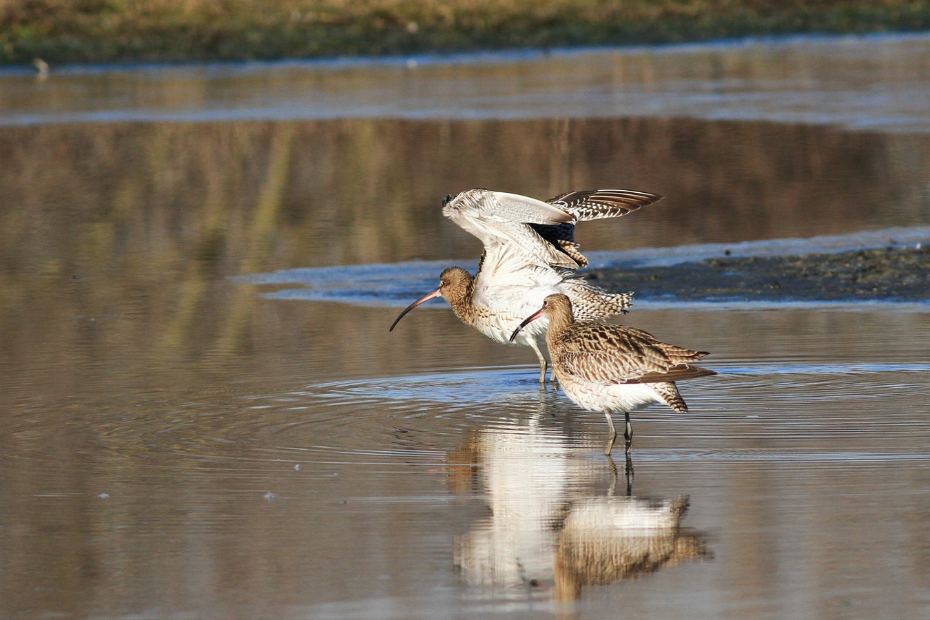 Chiurli maggiori, ancora loro