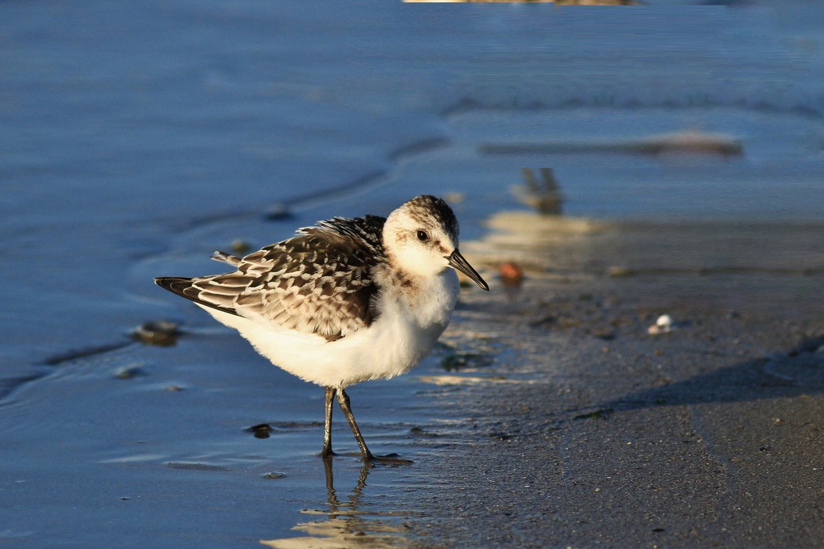 Aiuto/Conferma id-Piovanelli tridattili?