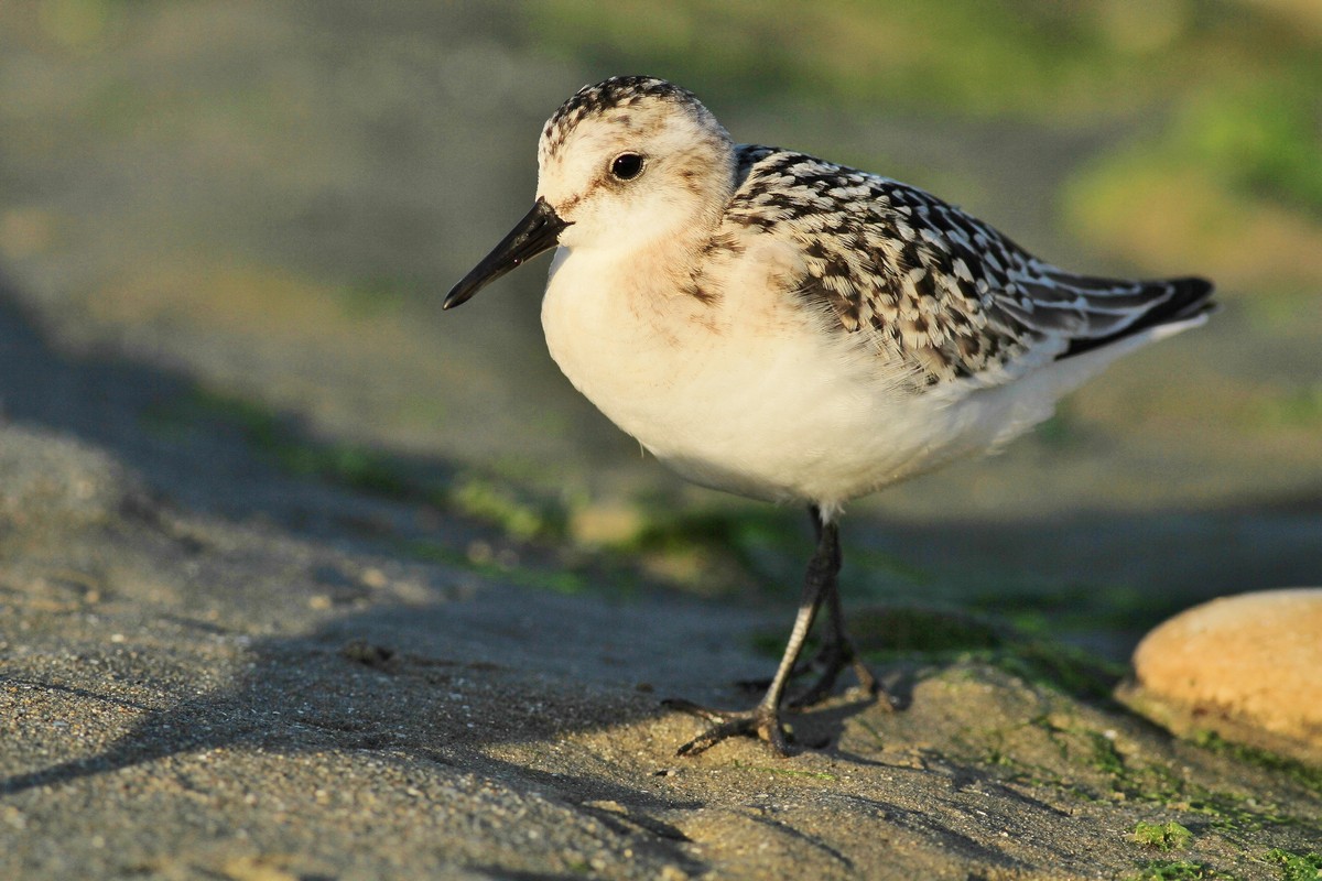 Aiuto/Conferma id-Piovanelli tridattili?