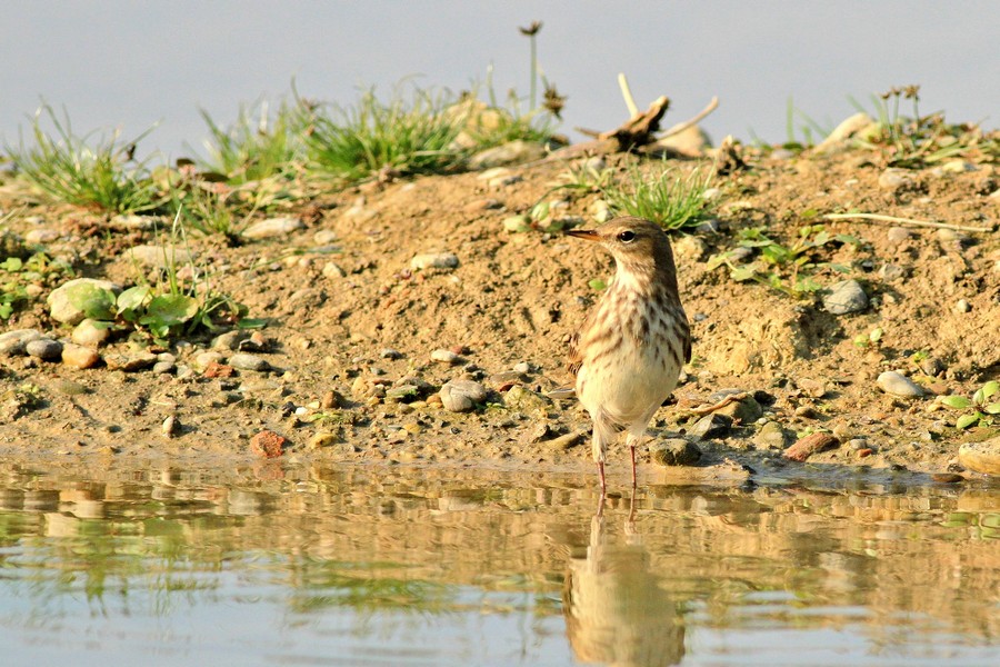 Conferma identificazione-Spioncello?