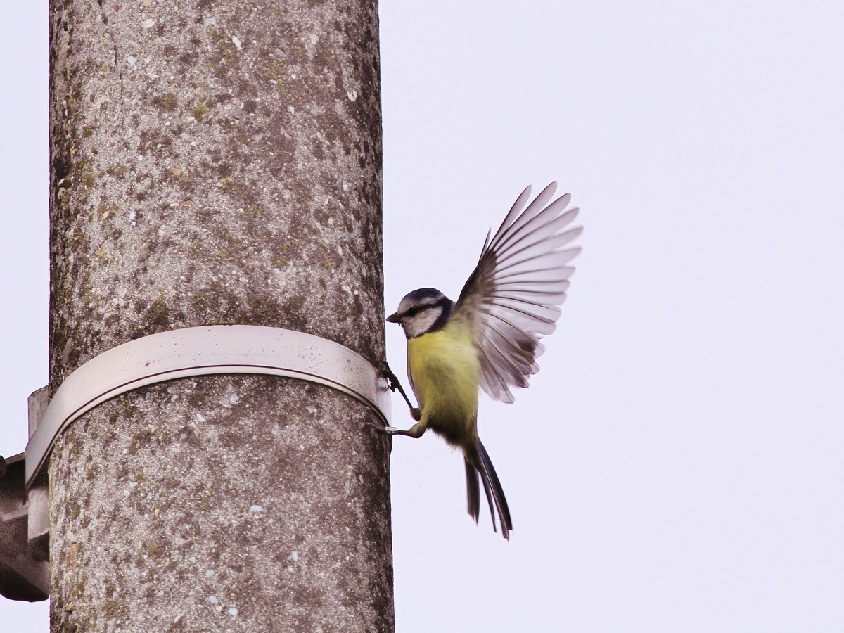 Avifauna humor