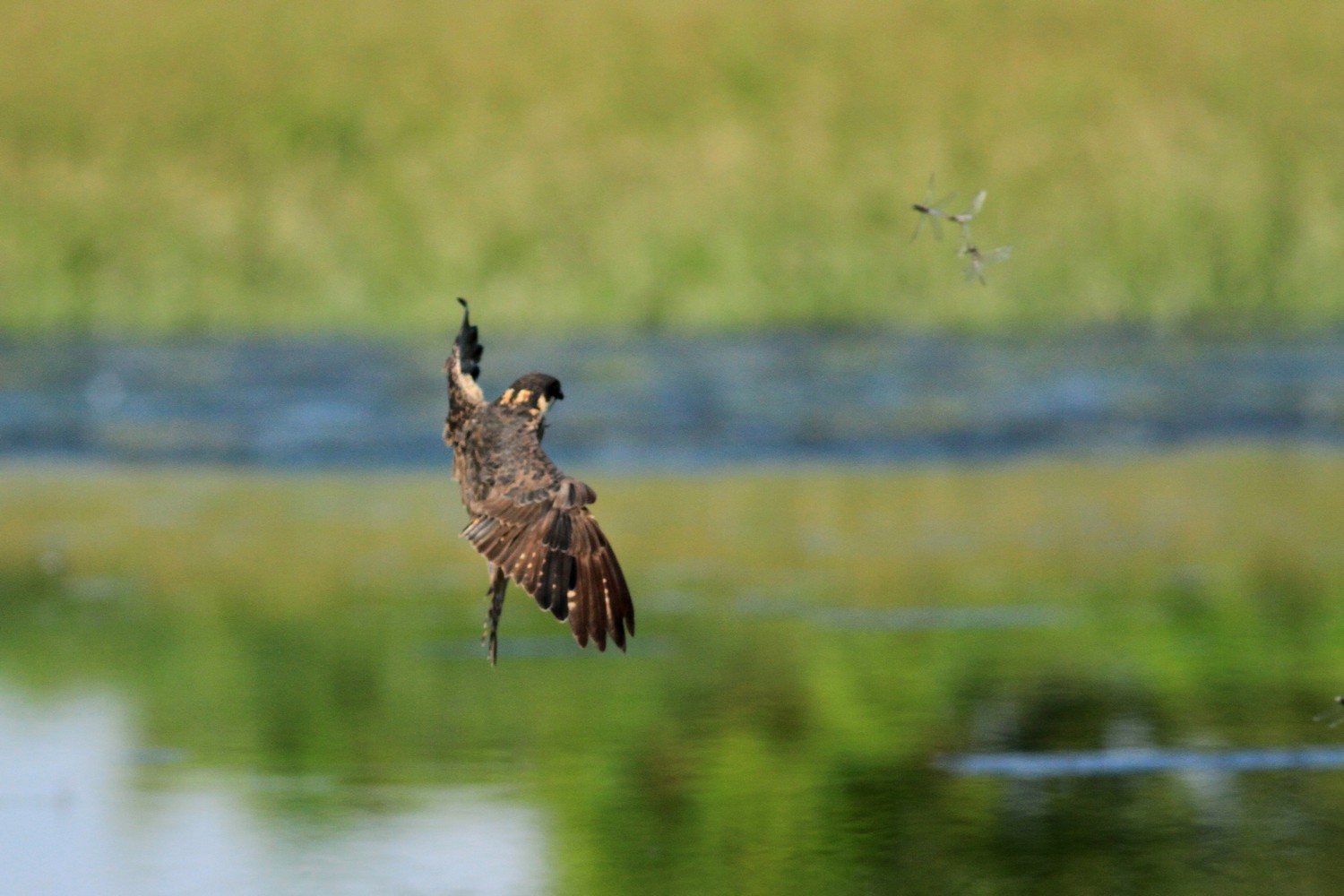 Finalmente il Lodolaio... e le Libellule