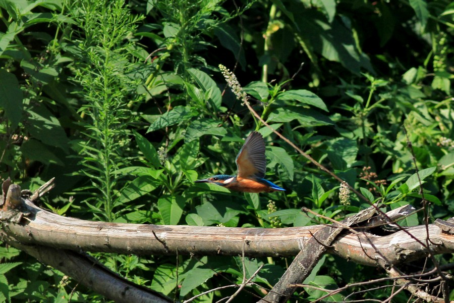 Ad ali spiegate, il sogno di Icaro.