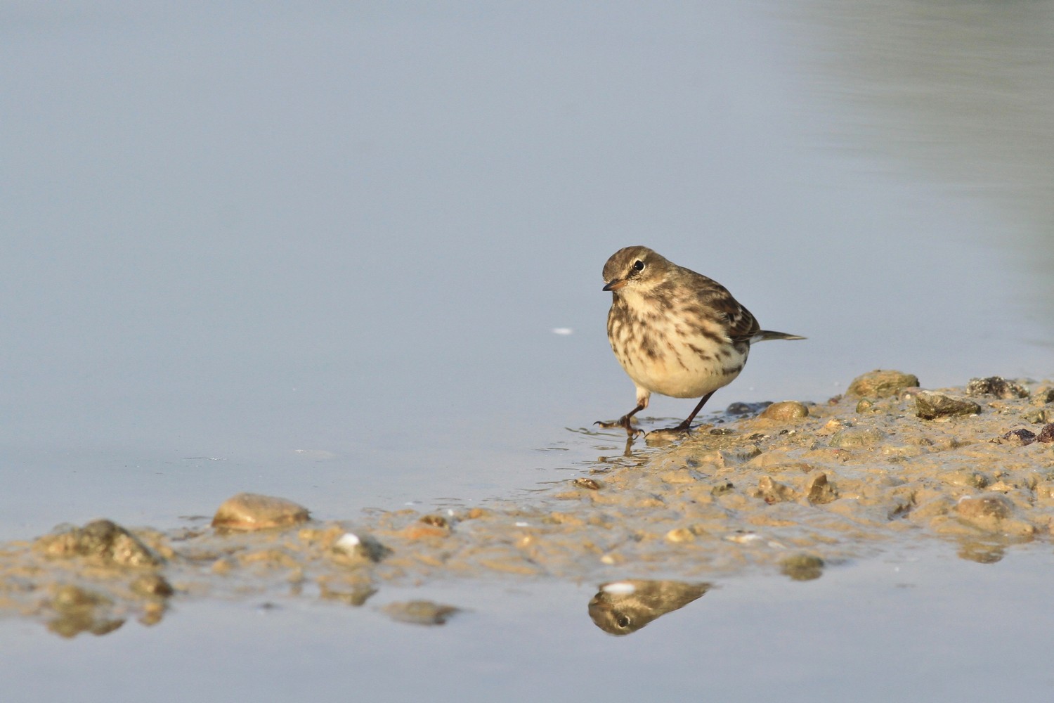 Spioncello , ubriaco? o no?