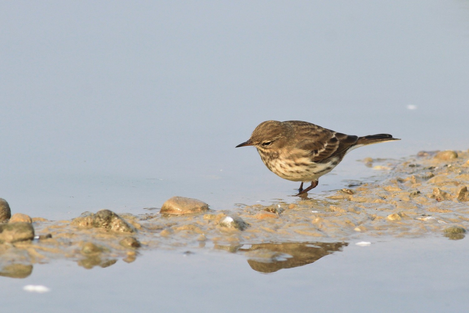 Spioncello , ubriaco? o no?