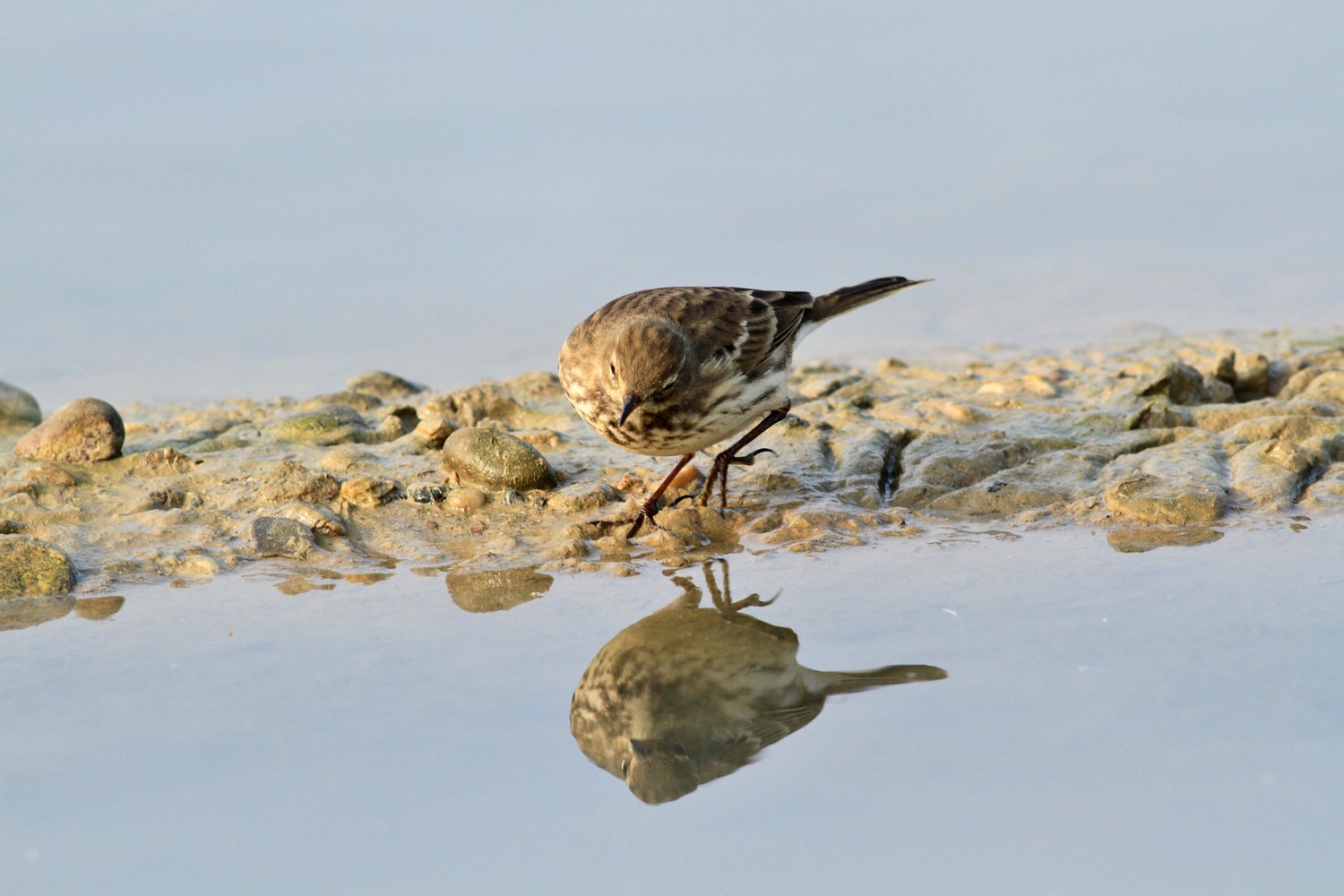 Spioncello , ubriaco? o no?
