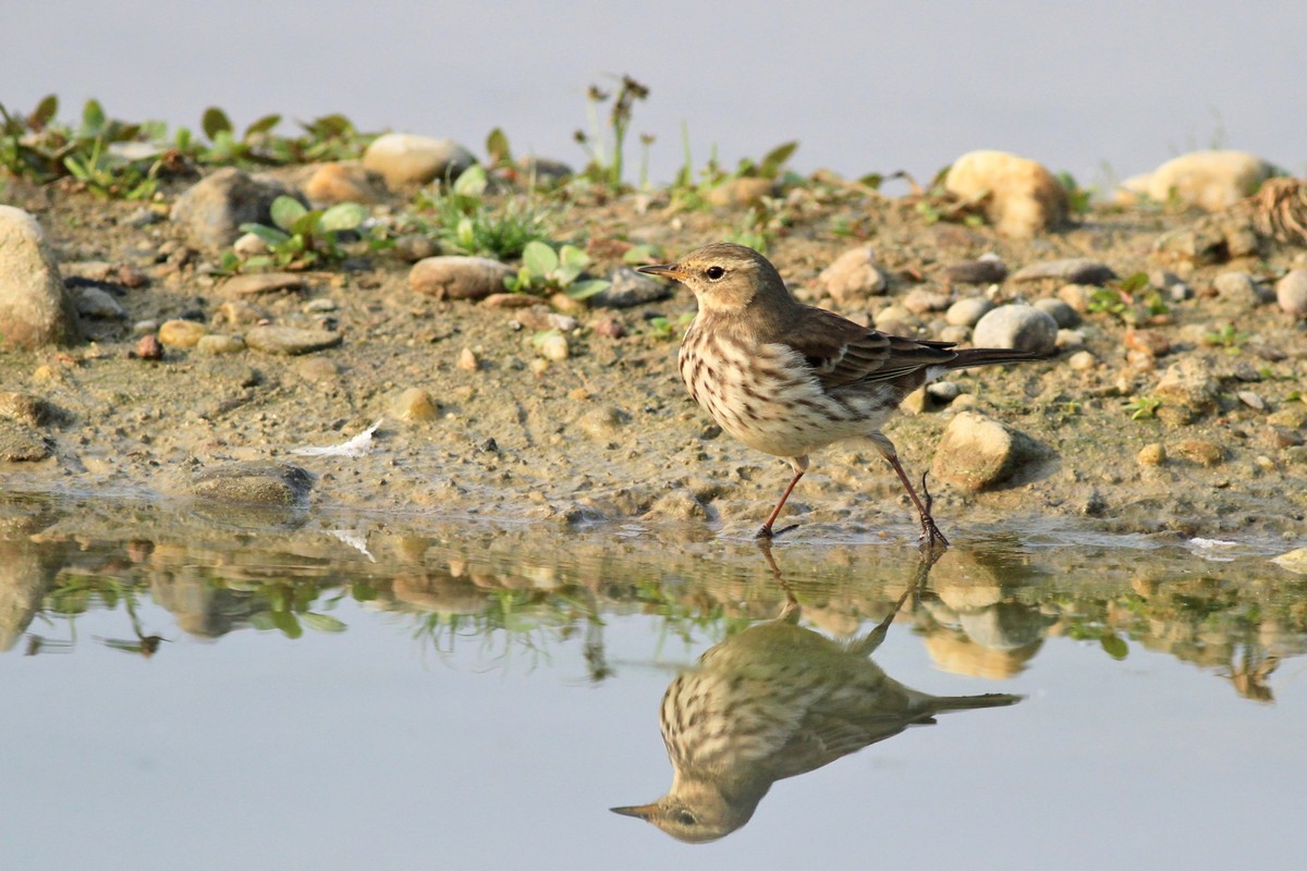 Spioncello , ubriaco? o no?