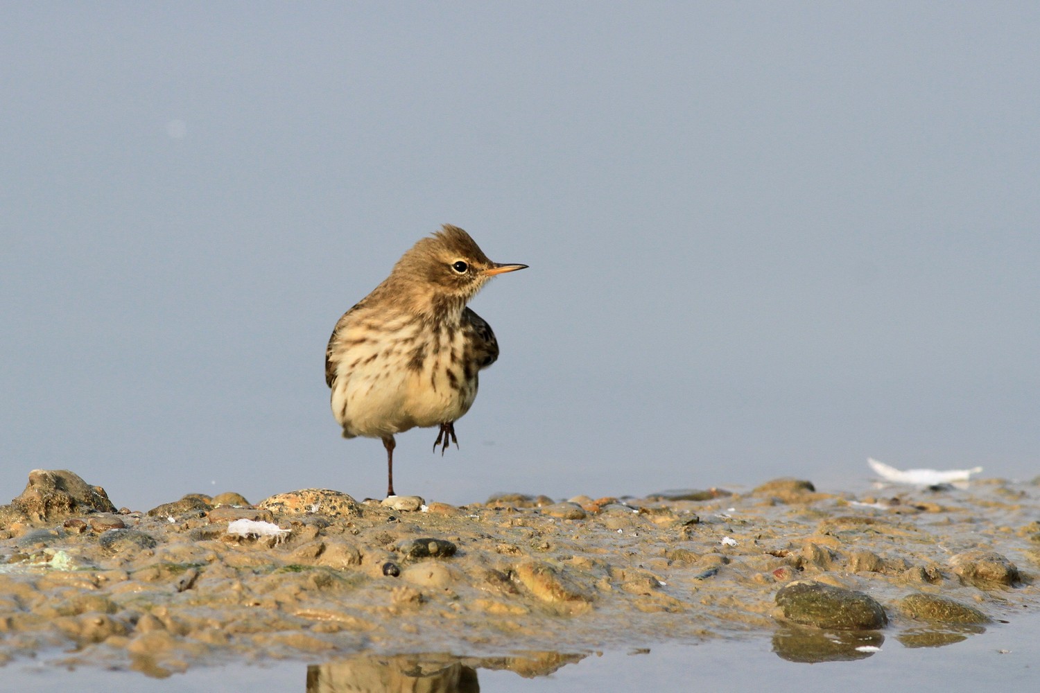 Spioncello , ubriaco? o no?