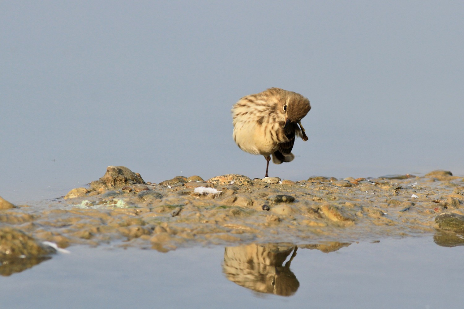 Spioncello , ubriaco? o no?