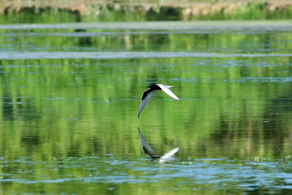 Mignattino alibianche