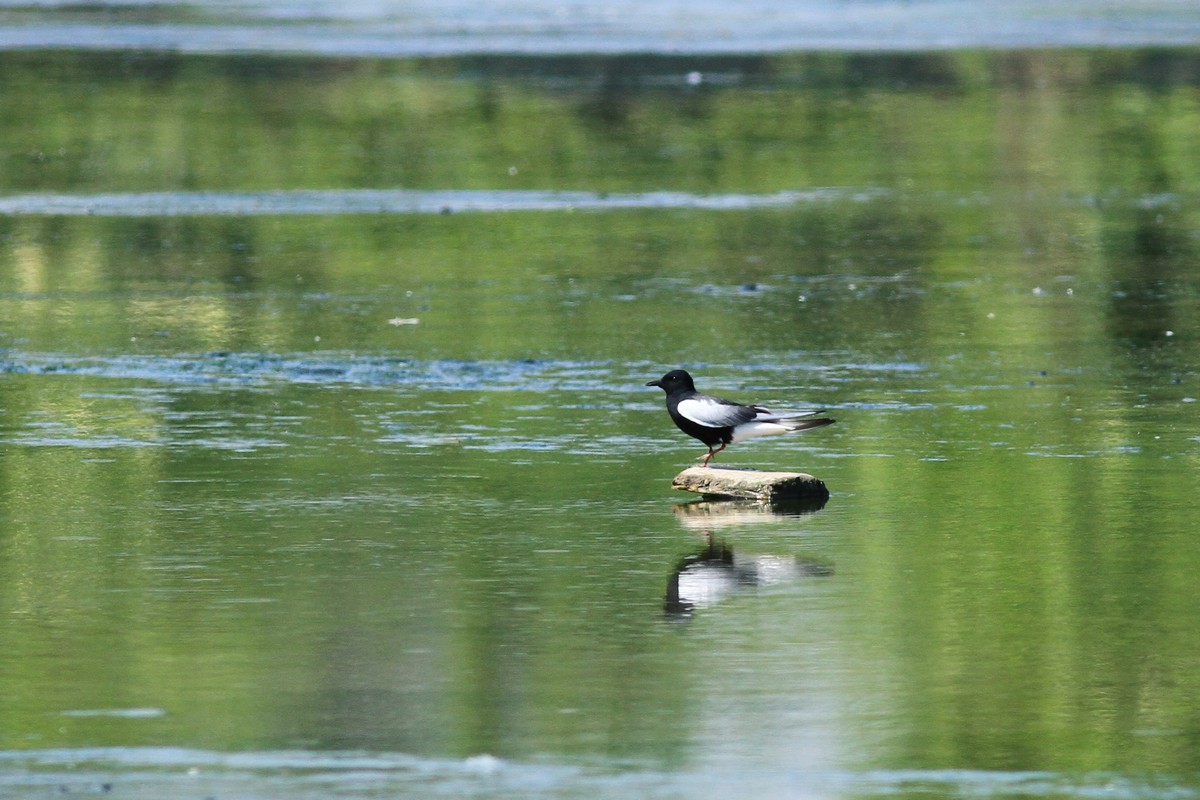 Mignattino alibianche