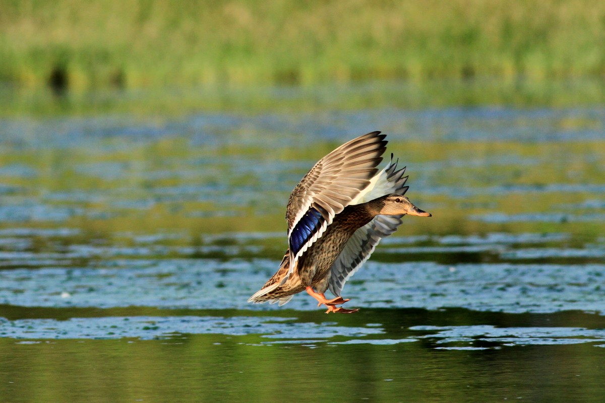 Ad ali spiegate, il sogno di Icaro.