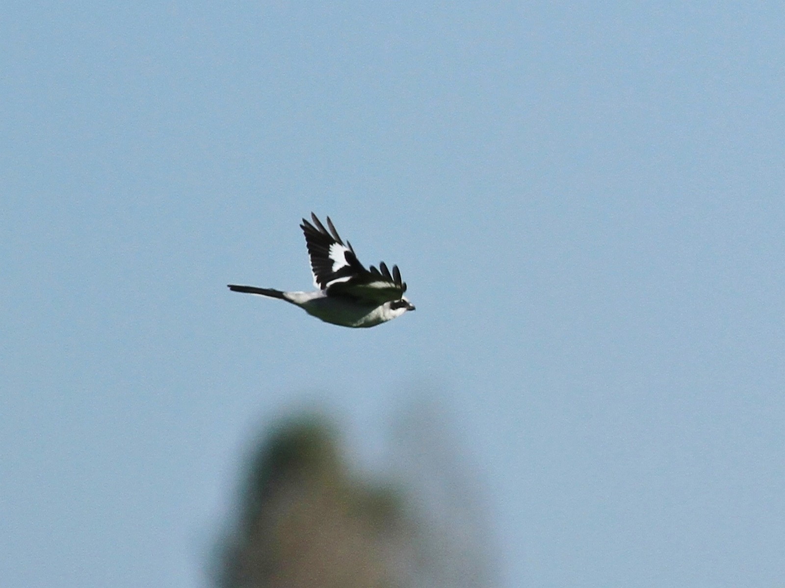 Ancora lei, Averla Maggiore , in volo.