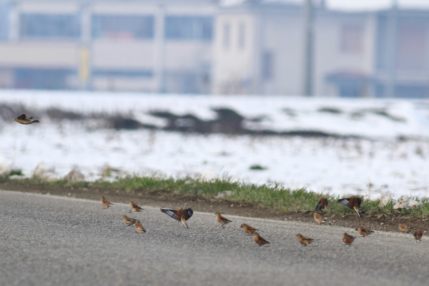 Aiuto identificazione. Allodole?