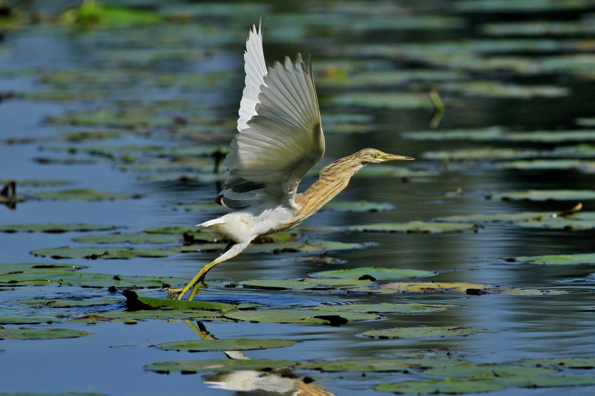 Ad ali spiegate, il sogno di Icaro.