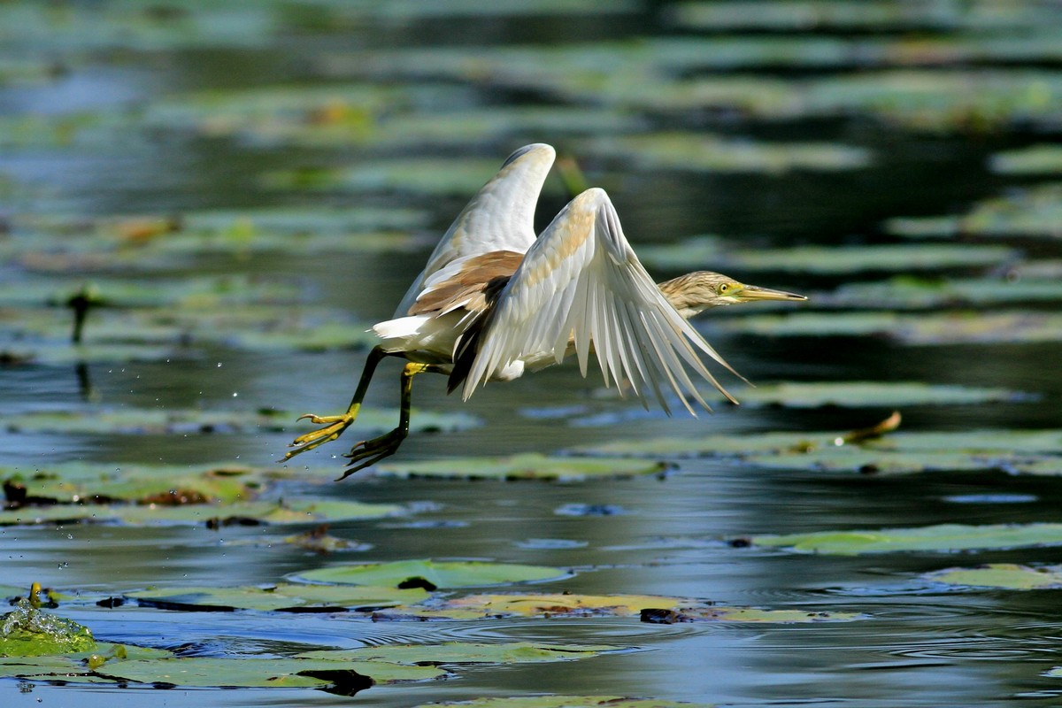 Ad ali spiegate, il sogno di Icaro.