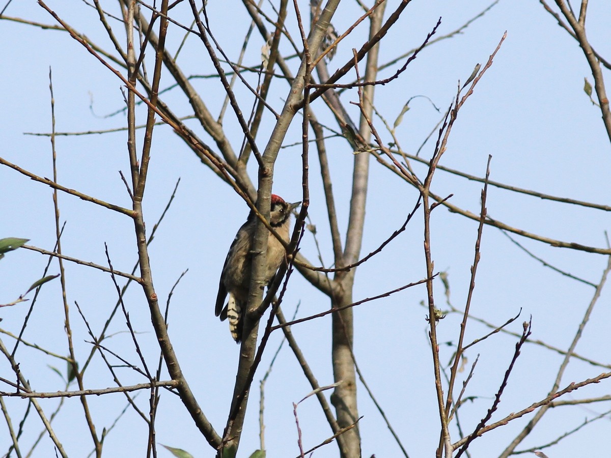 Conferma identificazione - Picchio Rosso mionore?