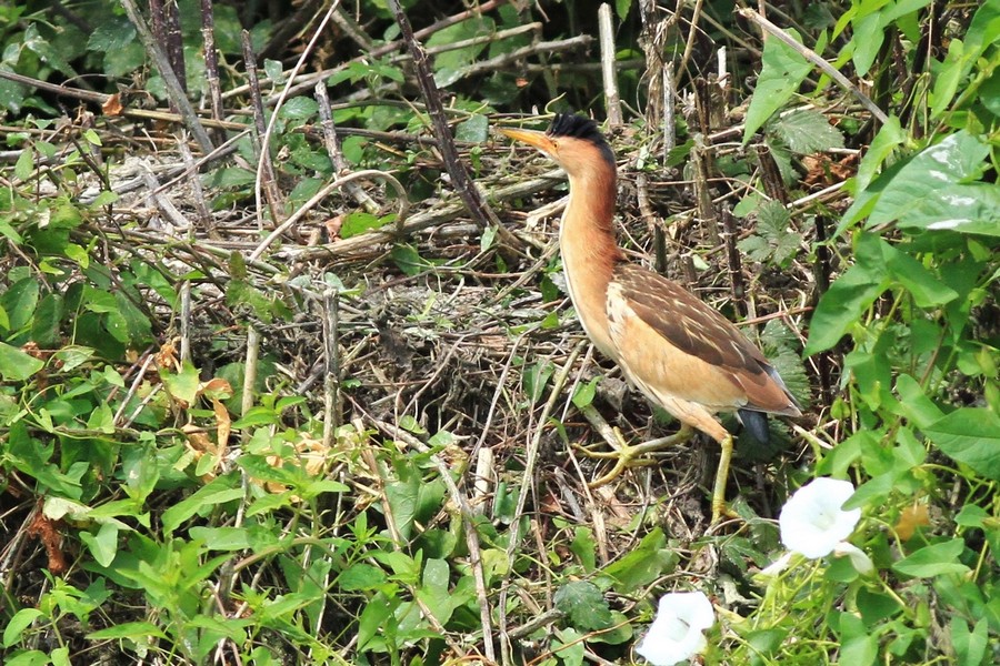 Tarabusina