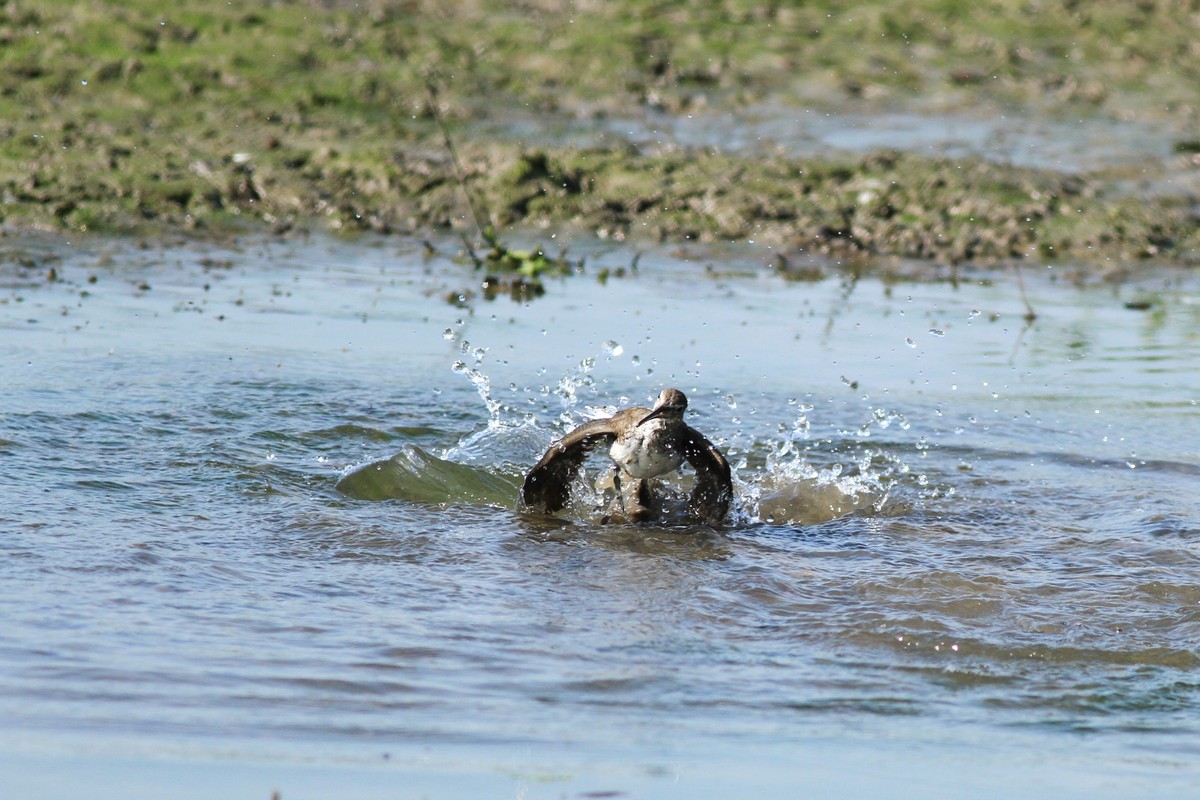 Il bagno del Piro piro culbianco