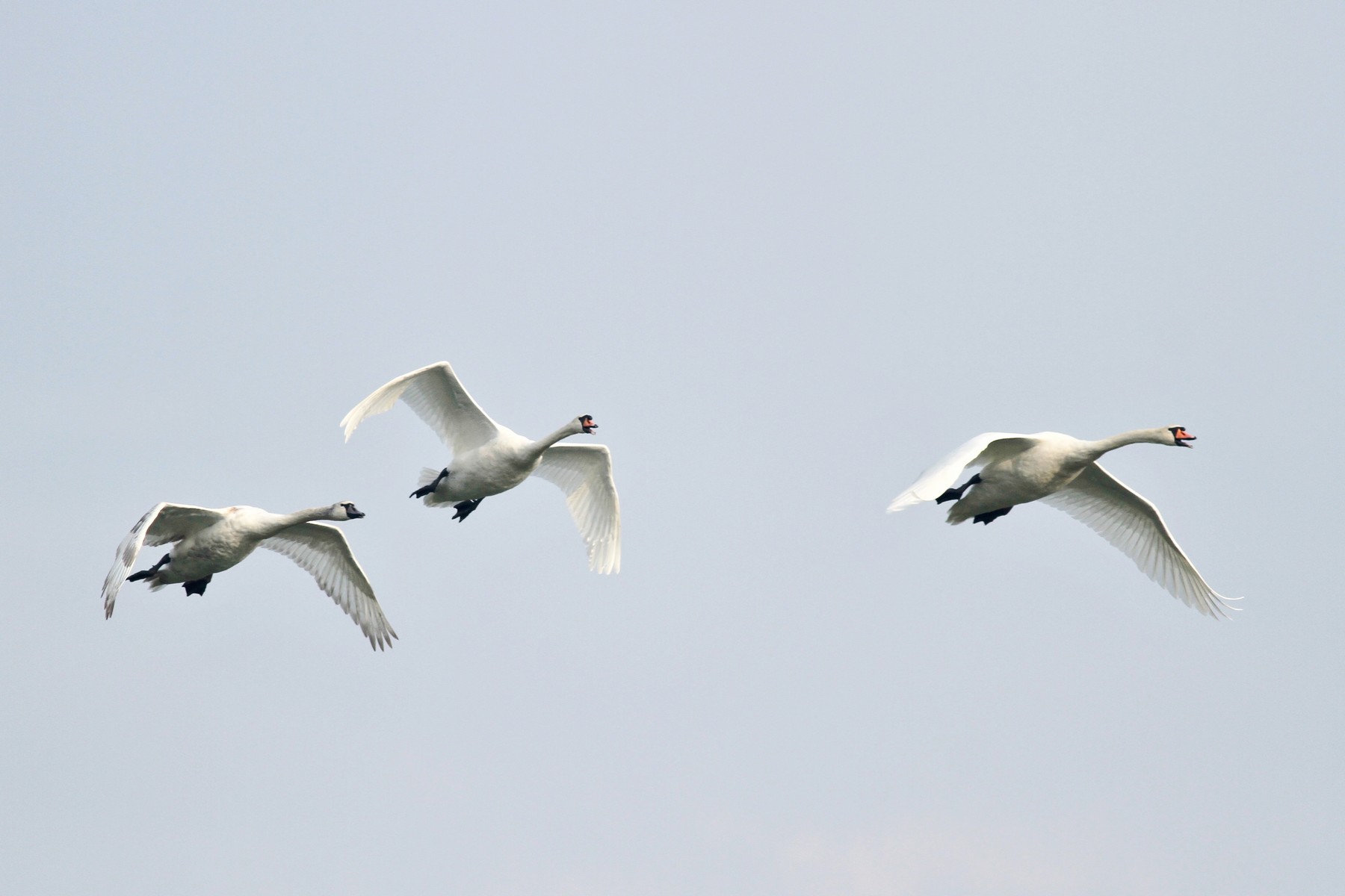 Cigni reali - flotta aerea