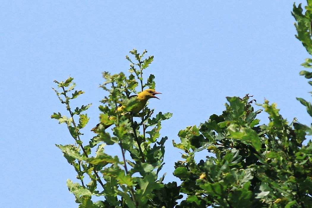 Rigogoli
