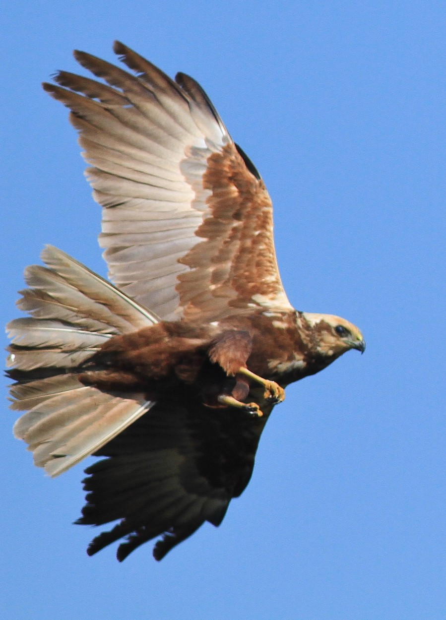 Falco di Palude-sguardo in camera