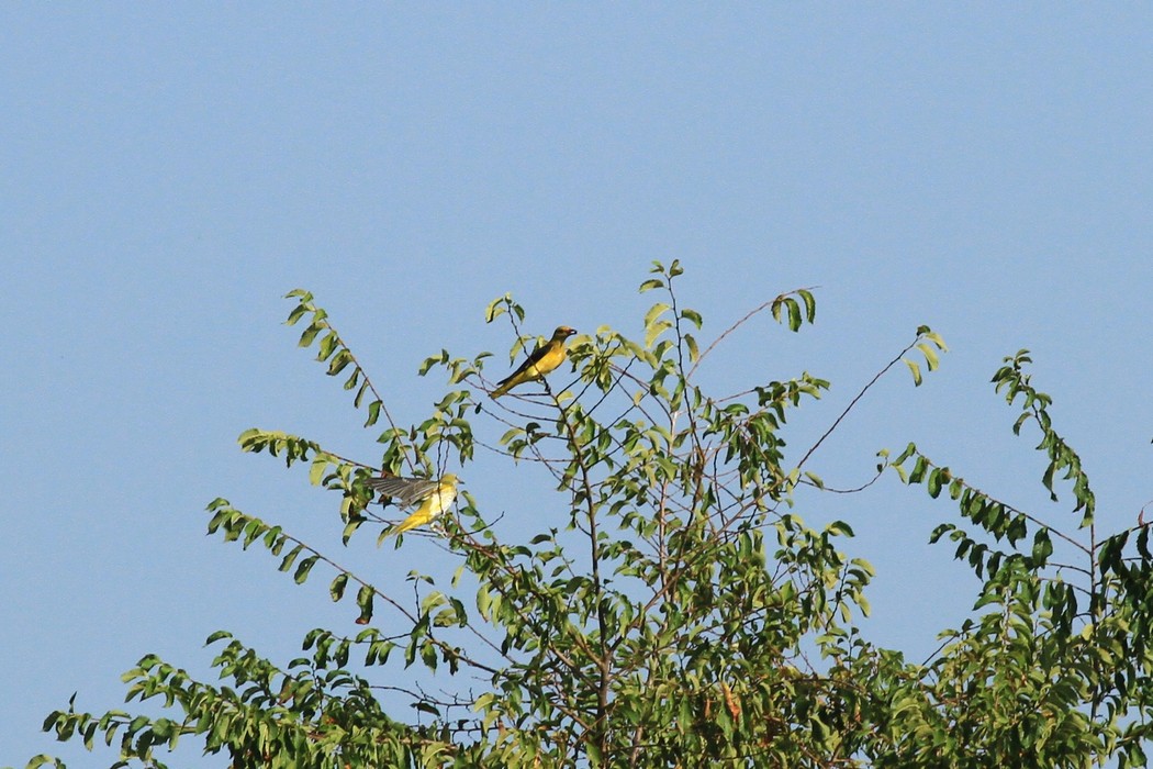 Rigogoli
